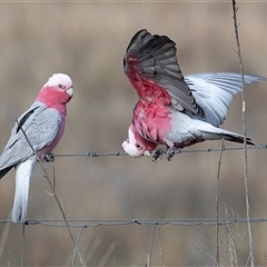 Eolophus roseicapilla (Galah) at Strathnairn, ACT - 16 May 2025 by AlisonMilton