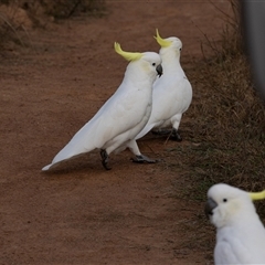 Cacatua galerita (Sulphur-crested Cockatoo) at Strathnairn, ACT - 16 May 2025 by AlisonMilton
