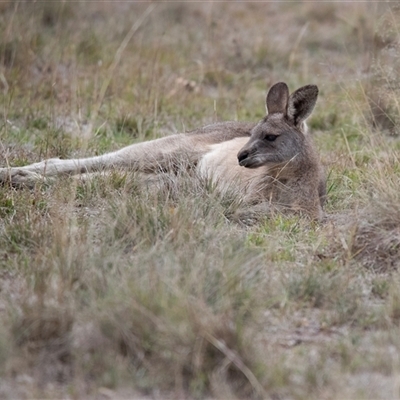 Macropus giganteus (Eastern Grey Kangaroo) at Strathnairn, ACT - 16 May 2025 by AlisonMilton