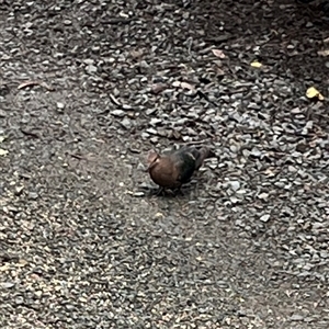 Chalcophaps longirostris (Pacific Emerald Dove) at Mount George, NSW - 16 May 2025 by JenniferS