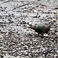 Chalcophaps longirostris at Mount George, NSW - suppressed