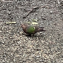 Chalcophaps longirostris at Mount George, NSW - suppressed