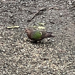 Chalcophaps longirostris at Mount George, NSW - suppressed