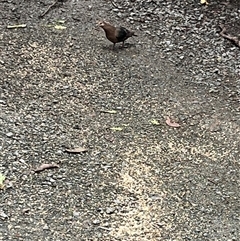 Chalcophaps longirostris at Mount George, NSW - suppressed