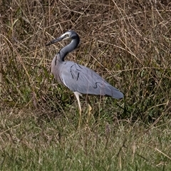 Egretta novaehollandiae (White-faced Heron) at Giralang, ACT - 1 May 2025 by AlisonMilton