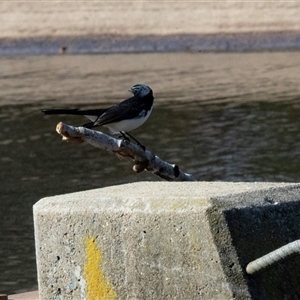 Rhipidura leucophrys (Willie Wagtail) at Giralang, ACT - 1 May 2025 by AlisonMilton