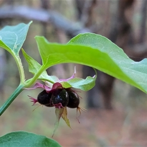 Leycesteria formosa (Himalayan Honeysuckle) at Isaacs, ACT - 16 May 2025 by Mike