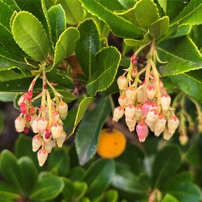 Arbutus unedo (Strawberry Tree) at Isaacs, ACT - 16 May 2025 by Mike