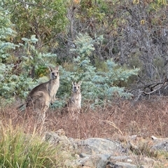 Macropus giganteus (Eastern Grey Kangaroo) at Isaacs, ACT - 16 May 2025 by Mike