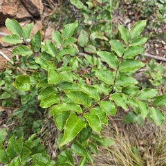 Berberis aquifolium (Oregon Grape) at Isaacs, ACT - Yesterday by Mike