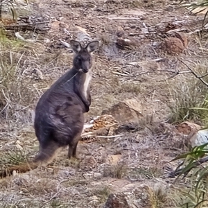 Osphranter robustus robustus (Eastern Wallaroo) at Isaacs, ACT - Yesterday by Mike