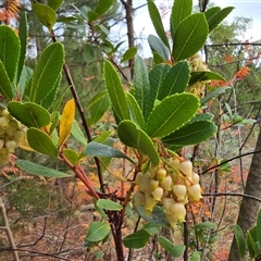 Arbutus unedo (Strawberry Tree) at Isaacs, ACT - 16 May 2025 by Mike