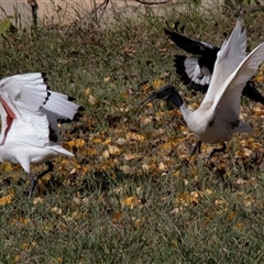 Threskiornis molucca (Australian White Ibis) at Giralang, ACT - 1 May 2025 by AlisonMilton