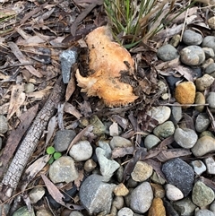 Unverified Other cap, gills below, no stem at Broke, NSW - 12 May 2025 by RoyP