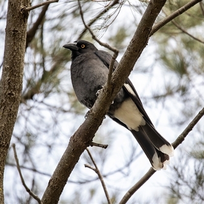 Strepera graculina (Pied Currawong) at Giralang, ACT - 1 May 2025 by AlisonMilton