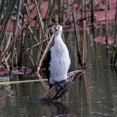 Microcarbo melanoleucos (Little Pied Cormorant) at McKellar, ACT - 1 May 2025 by AlisonMilton