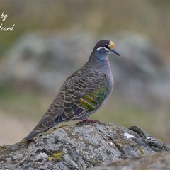 Phaps chalcoptera (Common Bronzewing) at Cook, ACT - 16 May 2025 by Rheardy