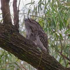 Podargus strigoides (Tawny Frogmouth) at Cook, ACT - 16 May 2025 by Rheardy