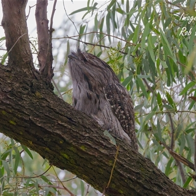 Podargus strigoides (Tawny Frogmouth) at Cook, ACT - 16 May 2025 by Rheardy