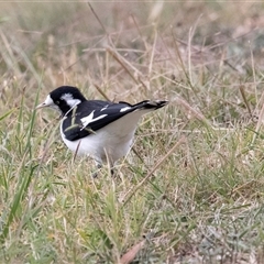 Grallina cyanoleuca (Magpie-lark) at McKellar, ACT - 1 May 2025 by AlisonMilton