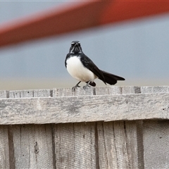Rhipidura leucophrys (Willie Wagtail) at McKellar, ACT - 1 May 2025 by AlisonMilton