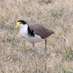 Vanellus miles (Masked Lapwing) at McKellar, ACT - 1 May 2025 by AlisonMilton