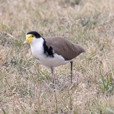 Vanellus miles (Masked Lapwing) at McKellar, ACT - 1 May 2025 by AlisonMilton
