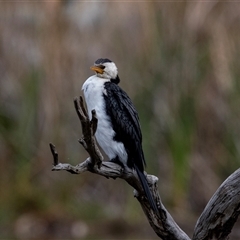 Microcarbo melanoleucos (Little Pied Cormorant) at McKellar, ACT - 1 May 2025 by AlisonMilton