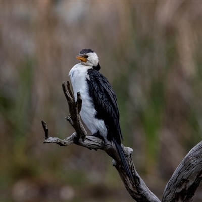Microcarbo melanoleucos (Little Pied Cormorant) at McKellar, ACT - 1 May 2025 by AlisonMilton
