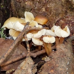 Unverified Cap on a stem; gills below cap [mushrooms or mushroom-like] at Fern Tree, TAS - 16 May 2025 by VanessaC