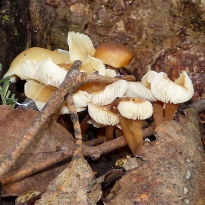 Unverified Cap on a stem; gills below cap [mushrooms or mushroom-like] at Fern Tree, TAS - 16 May 2025 by VanessaC