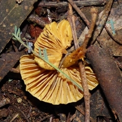 Unverified Cap on a stem; gills below cap [mushrooms or mushroom-like] at Fern Tree, TAS - 16 May 2025 by VanessaC