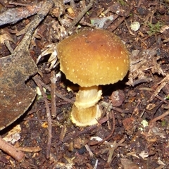 Unverified Cap on a stem; gills below cap [mushrooms or mushroom-like] at Fern Tree, TAS - 16 May 2025 by VanessaC