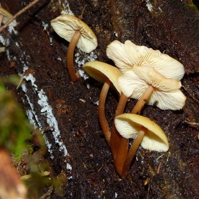 Unverified Cap on a stem; gills below cap [mushrooms or mushroom-like] at Fern Tree, TAS - 16 May 2025 by VanessaC