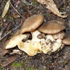 Unverified Cap on a stem; gills below cap [mushrooms or mushroom-like] at Fern Tree, TAS - 16 May 2025 by VanessaC