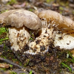 Unverified Cap on a stem; gills below cap [mushrooms or mushroom-like] at Fern Tree, TAS - 16 May 2025 by VanessaC