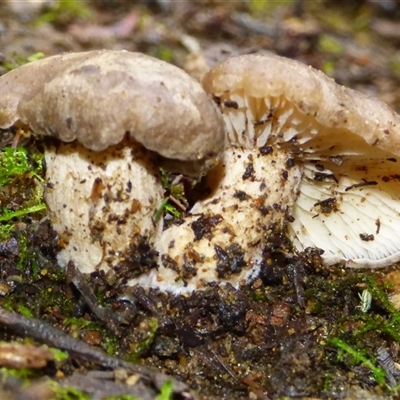 Unverified Cap on a stem; gills below cap [mushrooms or mushroom-like] at Fern Tree, TAS - 16 May 2025 by VanessaC