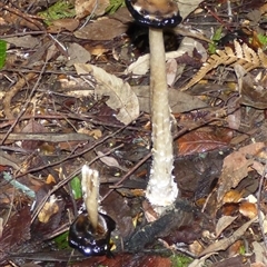 Coprinus comatus (Shaggy Ink Cap) at Wellington Park, TAS - 16 May 2025 by VanessaC