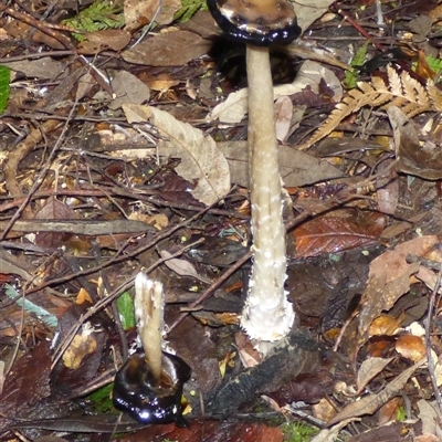 Coprinus comatus (Shaggy Ink Cap) at Wellington Park, TAS - 16 May 2025 by VanessaC
