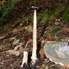Coprinus comatus at Wellington Park, TAS - 16 May 2025 02:47 PM