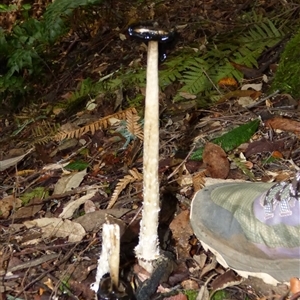 Coprinus comatus at Wellington Park, TAS - 16 May 2025 02:47 PM