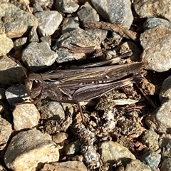 Unverified Grasshopper (several families) by SteveBorkowskis