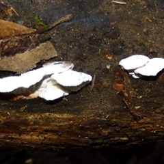 Unverified Underside smooth or wrinkled/roughened <Stereum etc> at Wellington Park, TAS - 16 May 2025 by VanessaC