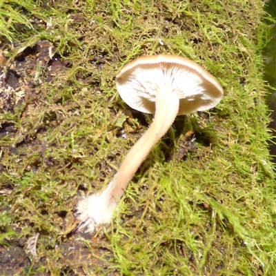 Unverified Cap on a stem; gills below cap [mushrooms or mushroom-like] at Wellington Park, TAS - 16 May 2025 by VanessaC