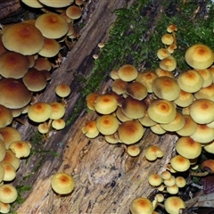 Hypholoma fasciculare (Hypholoma fasciculare) at Wellington Park, TAS - 16 May 2025 by VanessaC