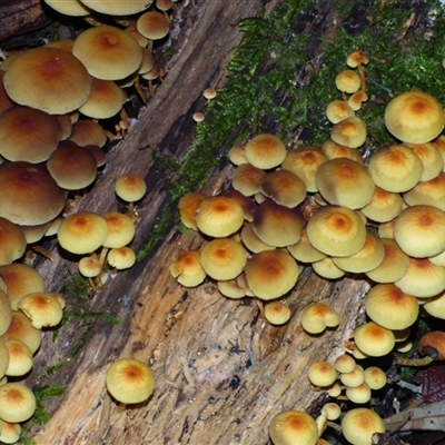 Hypholoma fasciculare (Hypholoma fasciculare) at Wellington Park, TAS - 16 May 2025 by VanessaC