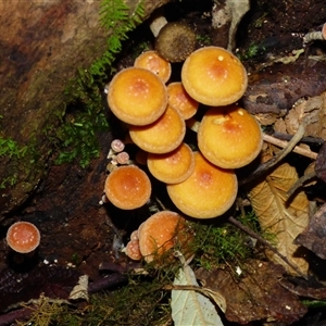 Gymnopilus sp. at Wellington Park, TAS - 16 May 2025 03:02 PM