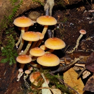 Gymnopilus sp. at Wellington Park, TAS - 16 May 2025 03:02 PM