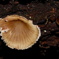 Unverified Cap on a stem; gills below cap [mushrooms or mushroom-like] at Wellington Park, TAS - 16 May 2025 by VanessaC