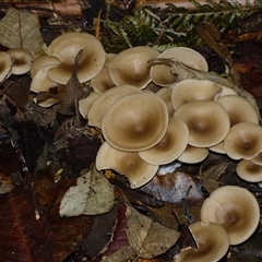 Unverified Cap on a stem; gills below cap [mushrooms or mushroom-like] at Wellington Park, TAS - 16 May 2025 by VanessaC